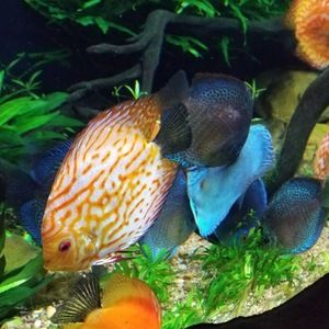 Meet your Posher, Mantovani3